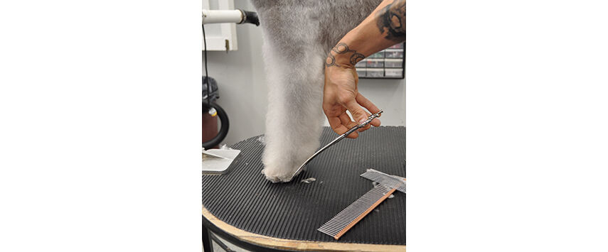 How to Groom a Bedlington Terrier